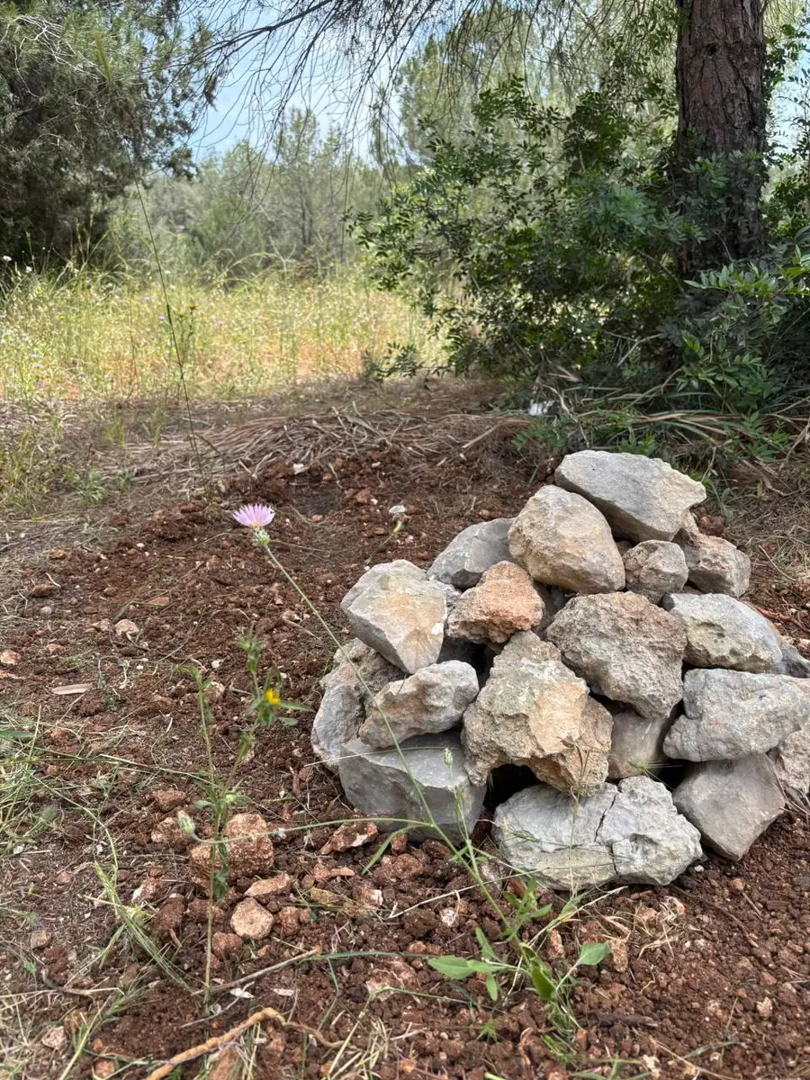 ליווי רגיש בבחירת קרמטוריום לחיות מחמד